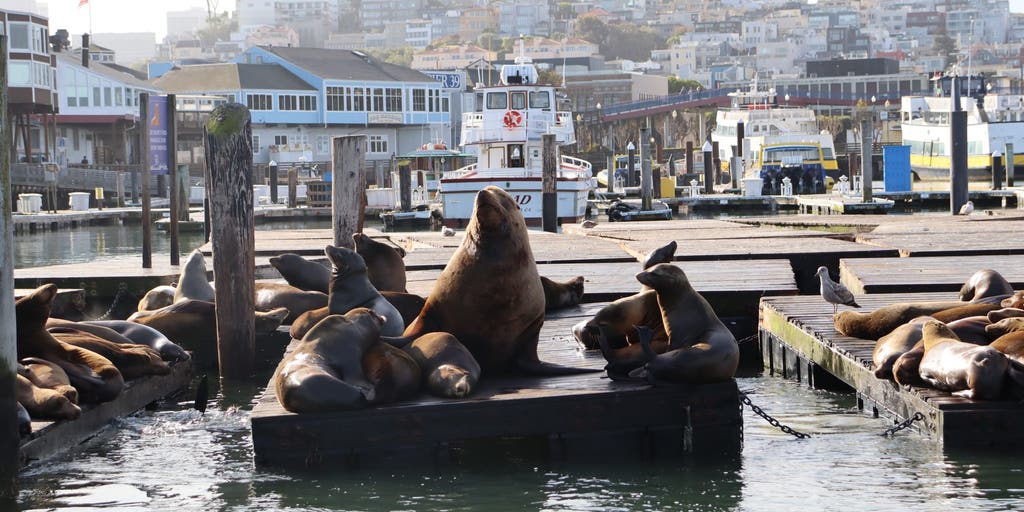 Massive sea lion named Chonkers is capturing hearts in this coastal city