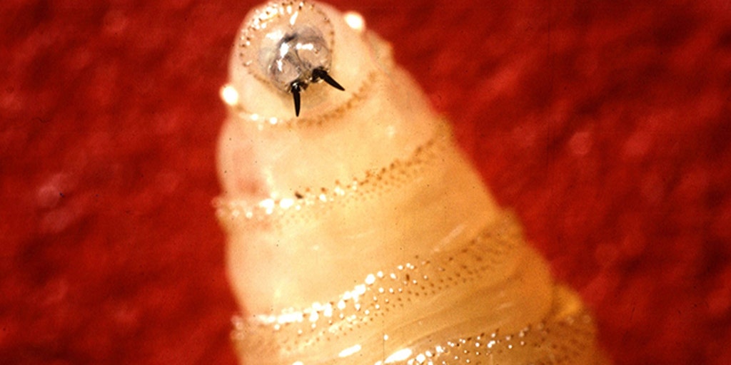 This potentially deadly, flesh-eating parasite is getting closer to the US