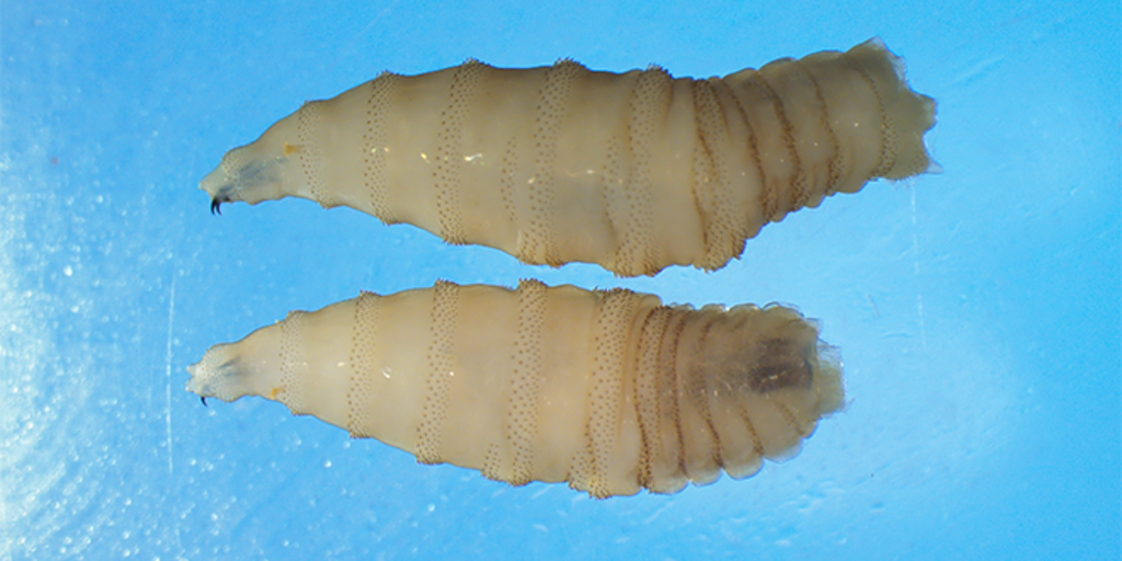 Officials aim to combat spread of flesh-eating parasite with new sterile fly production facility