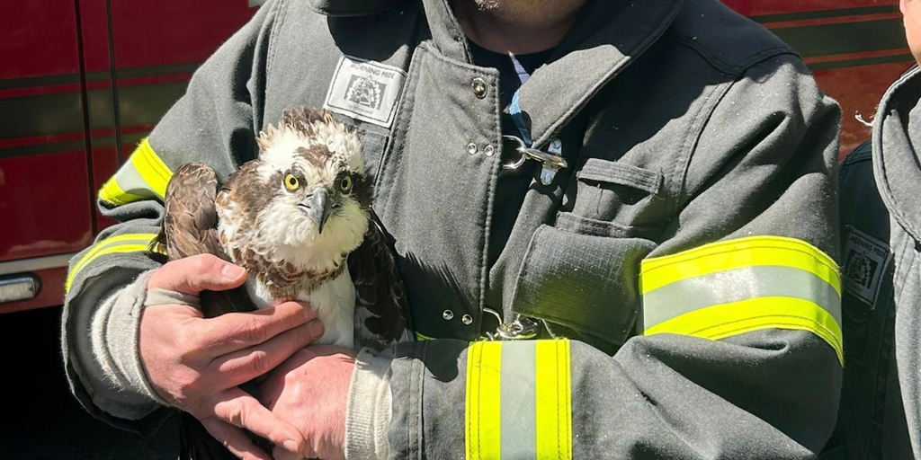 See it: Large bird tangled in fishing wire rescued from tree by firefighters in Long Island