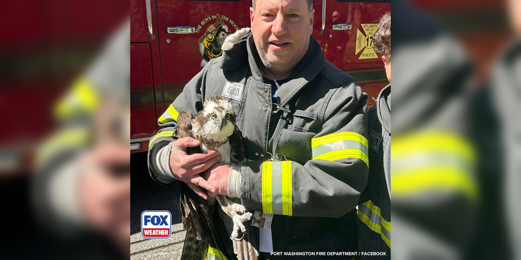 See it: Large bird tangled in fishing wire rescued from tree by firefighters in Long Island