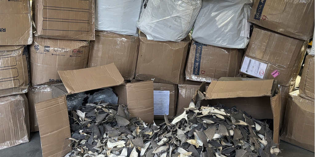 See it: Wildlife service officials seize 1,600 pounds of illegal shark fins in Alaska