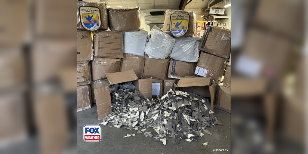 See it: Wildlife service officials seize 1,600 pounds of illegal shark fins in Alaska
