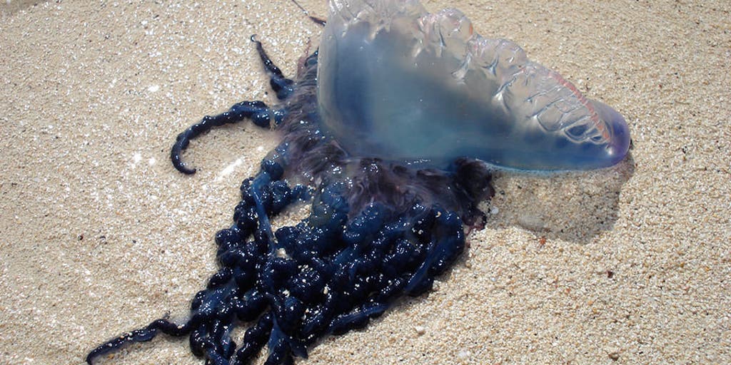 Spring sting: Portuguese man o' war returns to Gulf Coast beaches