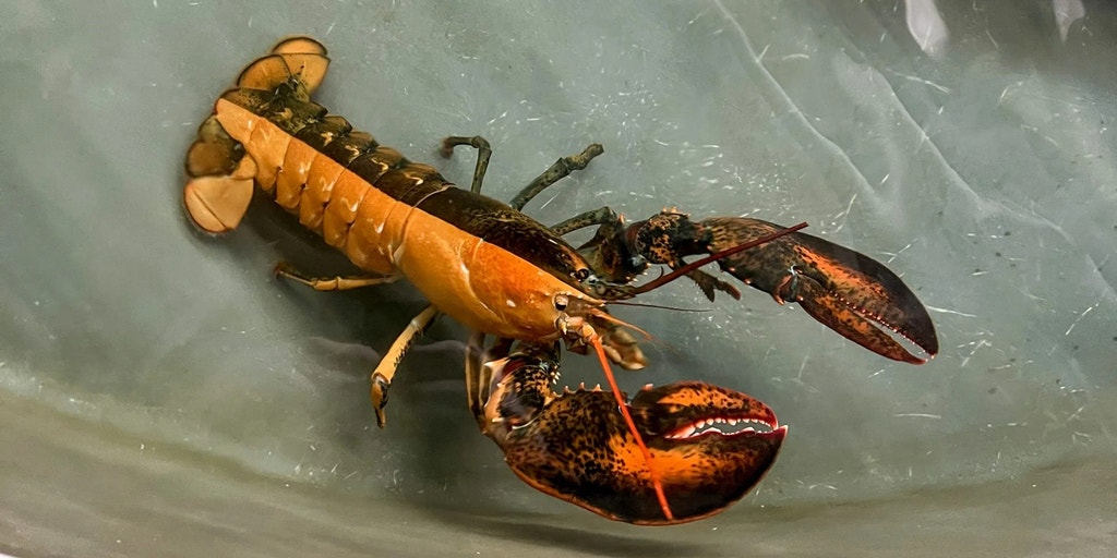 See it: '1 in 50 million' split-colored lobster donated to Massachusetts aquarium in rare discovery