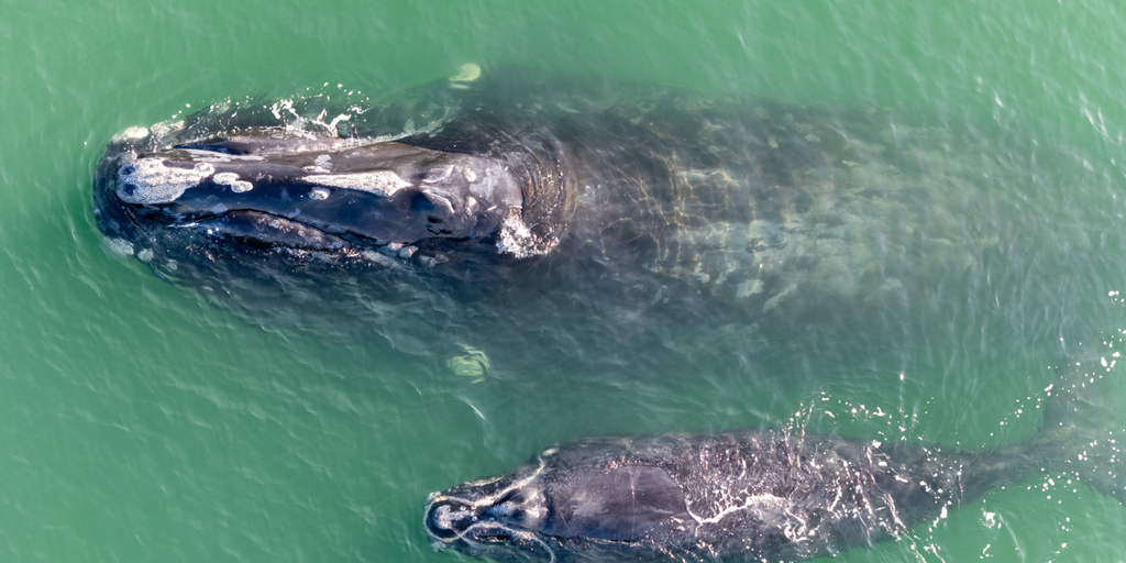Highest number of north Atlantic right whale calves recorded in 17 years