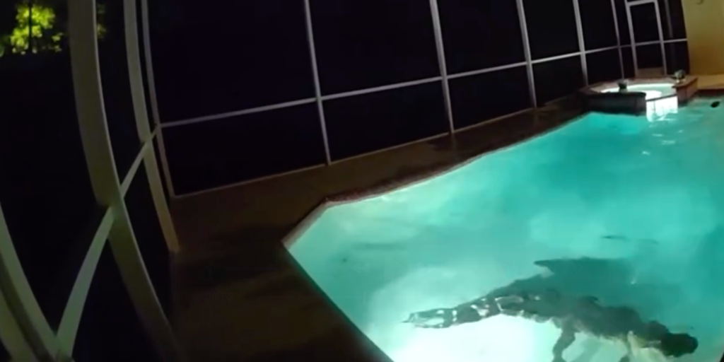 Watch: Police respond to call of sharp-toothed home 'intruder' having its own pool party