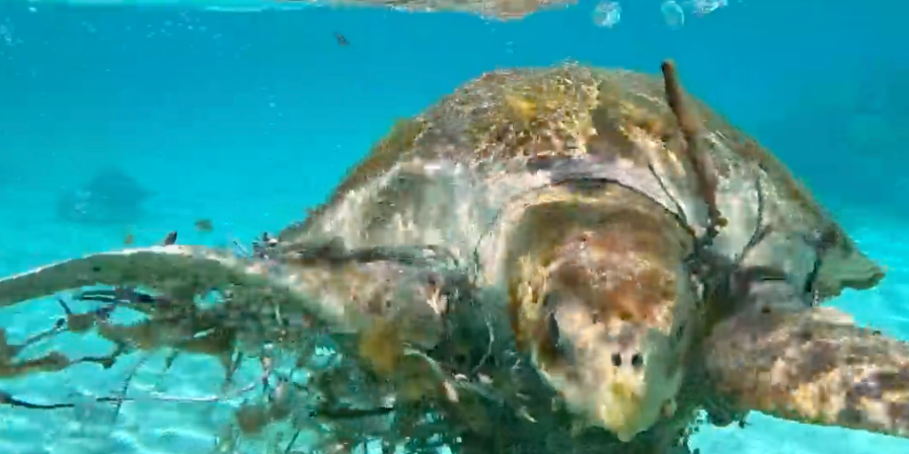 Watch: Couple saves sea turtle entangled in fishing net in Maldives
