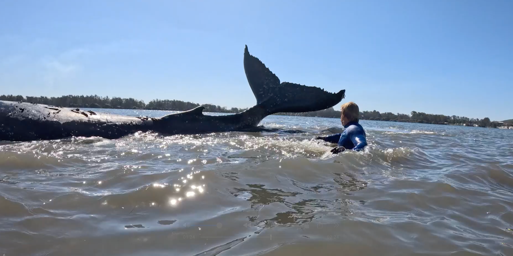 Video: Rescuers save stranded whale from sandbar in Australia river