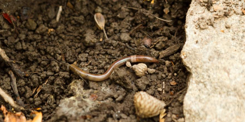 Officials warn of invasive Asian jumping worms found in these states