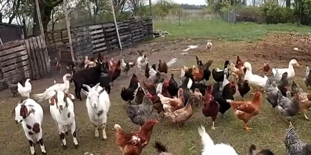 Watch: Deputy wrangles dozens of escaped farm animals in Indiana