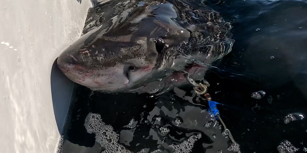 Young female great white shark Brookes heads to cooler waters off Canada coast in search of food