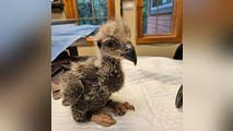 Photos: Baby bald eagle returned to nest after surgery to remove fishhook from stomach