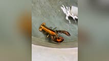 See it: '1 in 50 million' split-colored lobster donated to Massachusetts aquarium in rare discovery