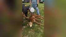 See it: Calf rescued from a cave by first responders in Tennessee