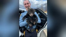 New Jersey State troopers rescue a baby bear abandoned in a roadside ditch