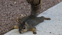 Be on the lookout: Sick and dead squirrels in California park trigger concerns among residents