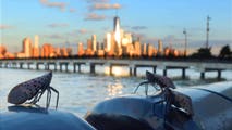 Experts say millions of spotted lanternflies could plague New York City this year