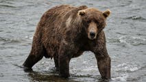 U.S. Army soldiers injured in bear attack during field training in Alaska
