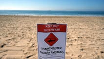 Dangerous great white shark temporarily closes strip of popular California beach