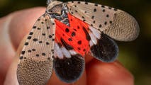 Spotted lanternflies are looking for love as mating season heats up in the Northeast and Midwest