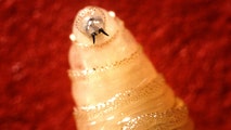 Potentially deadly, flesh-eating parasite breaches Texas border threatening local wildlife and livestock