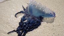 Spring sting: Portuguese man o' war returns to Gulf Coast beaches