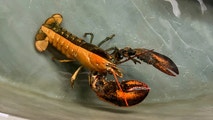 See it: '1 in 50 million' split-colored lobster donated to Massachusetts aquarium in rare discovery