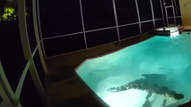 Watch: Police respond to call of sharp-toothed home 'intruder' having its own pool party