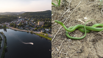 These 5 states have some of the most snake-filled waters in the nation