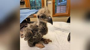 Photos: Baby bald eagle returned to nest after surgery to remove fish hook from stomach