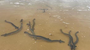 Watch: Eel migration puts on a wild, wiggly show on Australia beach