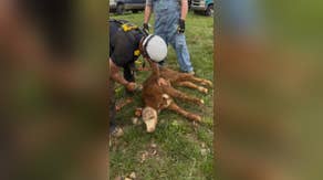 See it: Calf rescued from a cave by first responders in Tennessee