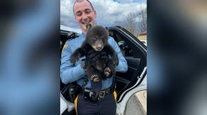 New Jersey State troopers rescued a baby bear abandoned in a roadside ditch