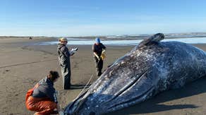 3 malnourished gray whales found dead along Washington coast in just a few days