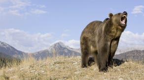 What could save your life during a bear encounter