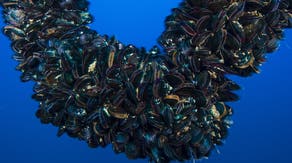Local state of emergency declared in California over invasive species threat