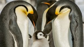 Emperor penguins declared endangered species amid the decline in sea ice