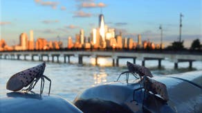 Experts say millions of spotted lanternflies could plague New York City this year