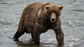 US Army soldiers injured in bear attack during field training in Alaska