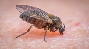 California officials warn of increase in tiny black flies known for painful bites
