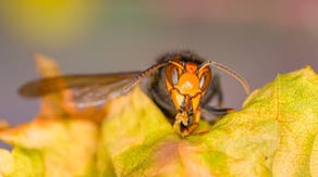 Hundreds of invasive yellow-legged hornets that kill honeybees recorded in Georgia