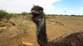 Zoo animal killed after dangerous hailstorm batters Missouri, causing statewide damage