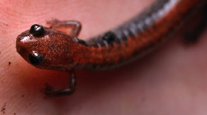 Salamanders in Manhattan: Here's how you can help preserve their habitat