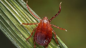 Large increase in tick bites reported at hospitals across the US as spring warmth kicks in