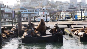 Massive sea lion named Chonkers is capturing hearts in this coastal city