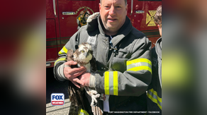 See it: Large bird tangled in fishing wire rescued from tree by firefighters in Long Island