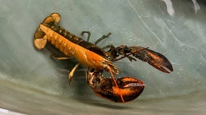 See it: '1 in 50 million' split-colored lobster donated to Massachusetts aquarium in rare discovery