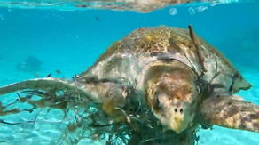 Watch: Couple saves sea turtle entangled in fishing net in Maldives