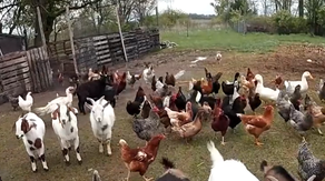 Watch: Deputy wrangles dozens of escaped farm animals in Indiana